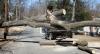 Photo for Affordable and Reliable Tree Service Ocala