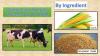 Photo for Cattle Feed & Feed Additives Market Growth Rate, Developing Trends, Manufacturers, Countries and End Ingredients, Global Forecast To 2024
