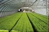 Photo for Greenhouse Irrigation Market by Type, Application & End-Users Analysis Report 2018