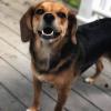 Photo for Mid- Atlantic K9 Services
