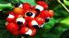 Photo for Guarana Market – Size, Share, Outlook, and Opportunity Analysis, 2018 – 2026