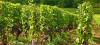 Photo for Generations of Discovery & Resilience on Barossa Grounds - The Winemaking History