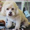 Photo for Jo-San's Kennels