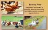 Photo for Poultry Feed Market: Top Aspects to be Consider in 2018-2024