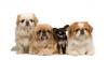 Photo for City Dog USA