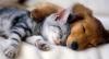 Photo for Humane Society of Greater Miami South