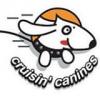 Photo for Cruisin Canines Chicago Dog Walking Service