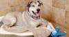Photo for City Dog USA