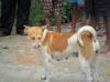 Photo for City Dog USA