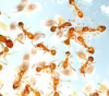 Photo for 5 Types of Ants