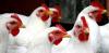 Photo for Global Poultry Diagnostics Market Projected To Reach US$ 731.25 Million At A CAGR of 10.5 % from 2018 to 2025