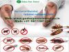 Photo for Pest control Gurgaon, call us +91-9811381458