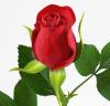 Photo for COMPLETE THE JOY WITH ONLINE FLOWER DELIVERY