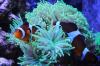 Photo for Reef Aquariums Market - Outlook, and Opportunity Analysis, 2015 – 2026