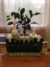 Photo for Shady Grove Oils