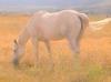 Photo for Hidalgo Trail Rides