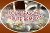 Photo for Four Seasons Wildlife Removal - Raccoon Removal Whitby
