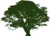 Photo for Trinity Tree Service Alexandria