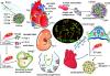 Photo for Human Cardiac Progenitor Cells