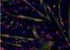 Photo for Human Primary Cells