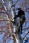 Photo for Progressive Tree Care Norco
