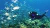 Photo for Sulawesi Diving Holiday