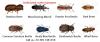 Photo for Termite treatment Dwarka, Call us +91-9811381458