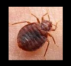 Photo for The Best Bed Bug removal in Etobicoke- Clear All hi-temp Heat systems.