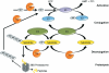 Photo for Deubiquitinating enzyme