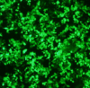 Photo for Immune Receptor Cell