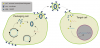 Photo for Cre lentiviral particles