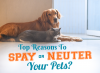 Photo for Top Reasons to Spay or Neuter your Adorable Pet