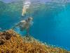 Photo for First Time Diving? Why Not The Coral Utopia!