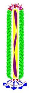 Photo for phage display protocols