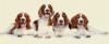 Photo for Woof Doggie Day Care