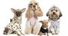 Photo for Creative Grooming Mobil Pet Service in East Northport