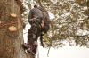 Photo for Chris Shellberg Tree Services