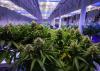 Photo for Get Cannabis Jobs to contact Recruitment Agency USA