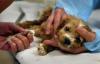 Photo for Animal Care