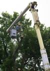 Photo for CK Tree Service