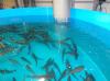 Photo for Aquaculture Market | Global Key Player, Pricing Analysis, Market Size, Growth, Share, Emerging Trends, Demand and Forecast Research Report