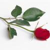 Photo for Chenery Funeral Services Ltd