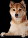 Photo for doggy friend