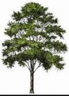 Photo for Grace Tree Service West Chester