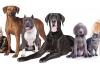Photo for The Ideal Age for Pups to Attend Dog Boarding and Day cares