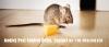 Photo for Ant & bedbugs termite treatment call +91-9811381458