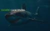 Photo for Shark Cage Diving Gansbaai