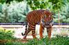 Photo for Wildlife Tour India | Alluring India Destination