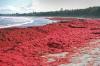 Photo for Global Carrageenan Market Drivers, Restraints, Potential Growth Opportunities, Product Size, Application Estimation, Vendor Competitive Landscape, Trends and Forecast 2018-2025