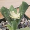 Photo for Cactus Plants for Home